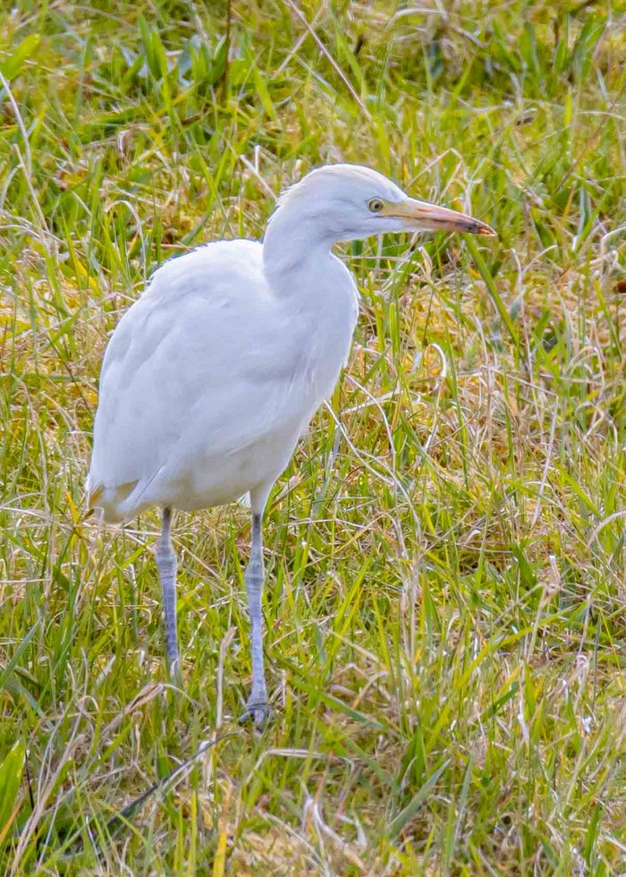 Cattle Egret