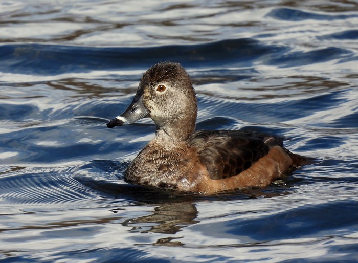 Ring-necked Duck