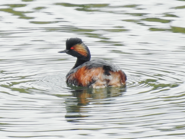 Black-necked Grebe