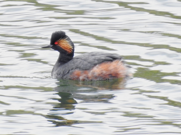 Black-necked Grebe