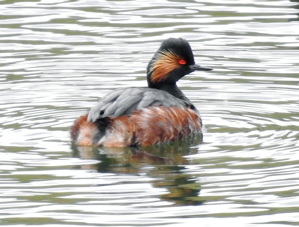 Black-necked Grebe
