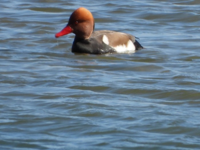 Red-crested Pochard