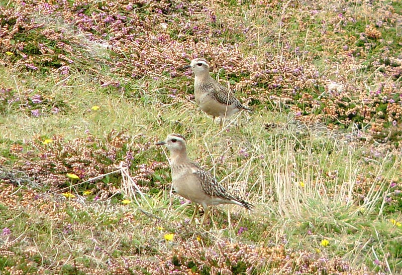 Dotterel