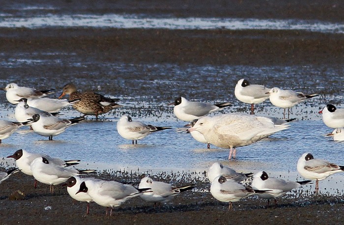 Glaucous Gull