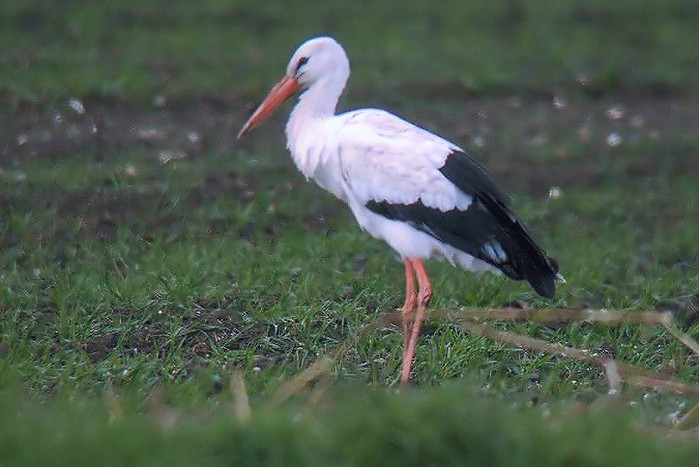 White Stork