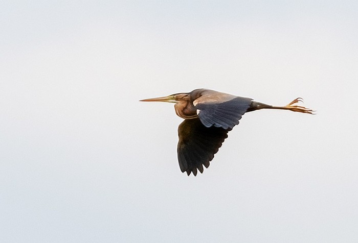 Purple Heron