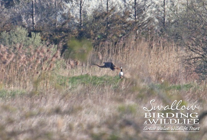 Purple Heron
