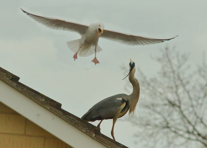 Herring Gull