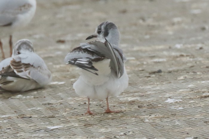Bonaparte's Gull