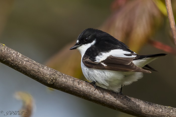 Pied Flycatcher