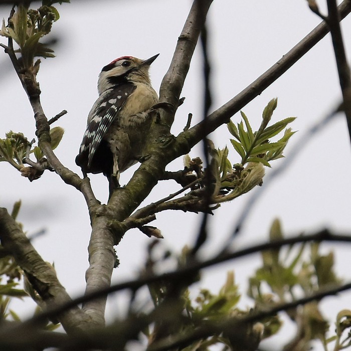 Lesser Spotted Woodpecker