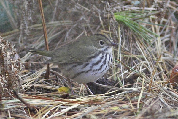 Ovenbird