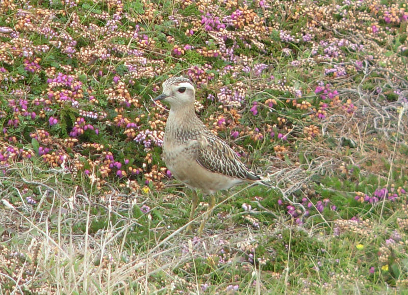Dotterel