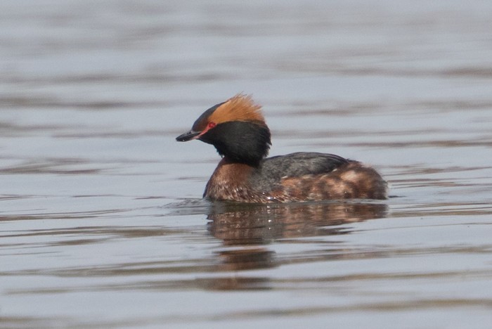 Slavonian Grebe
