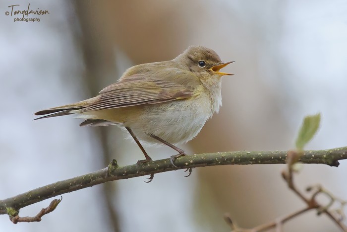 Chiffchaff