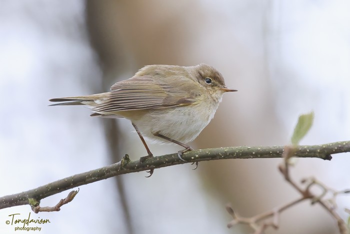 Chiffchaff