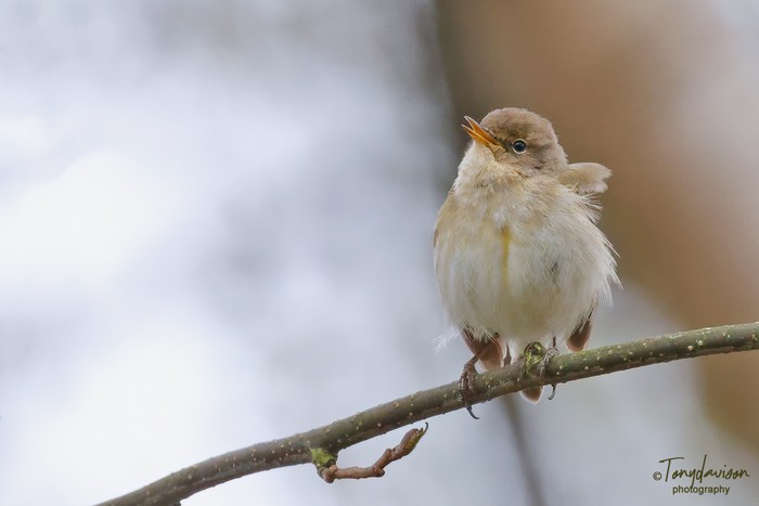 Chiffchaff