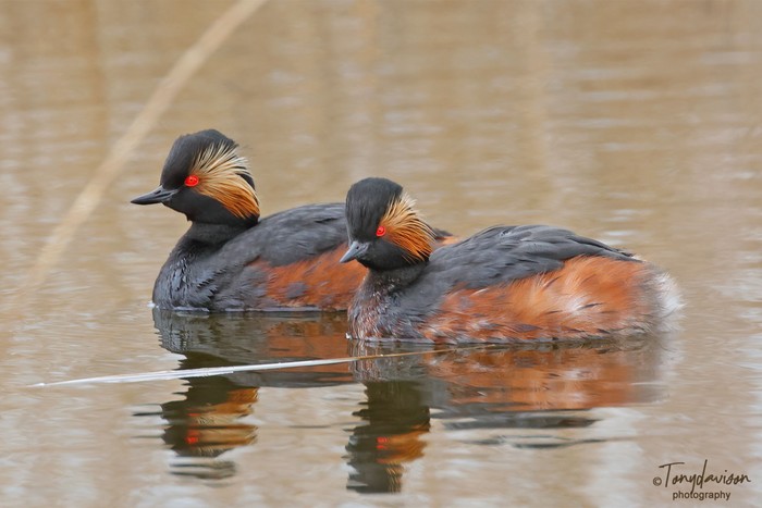 Black-necked Grebe