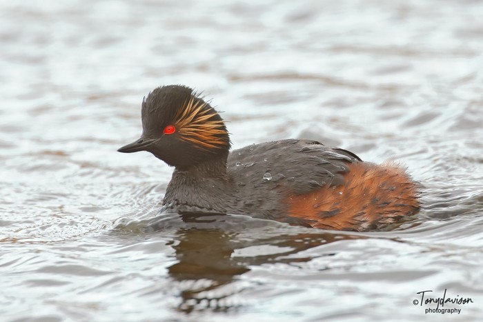 Black-necked Grebe