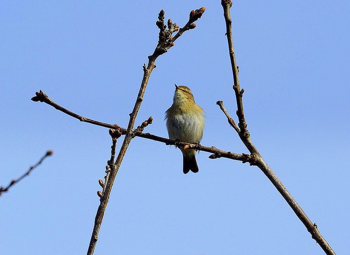 Willow Warbler