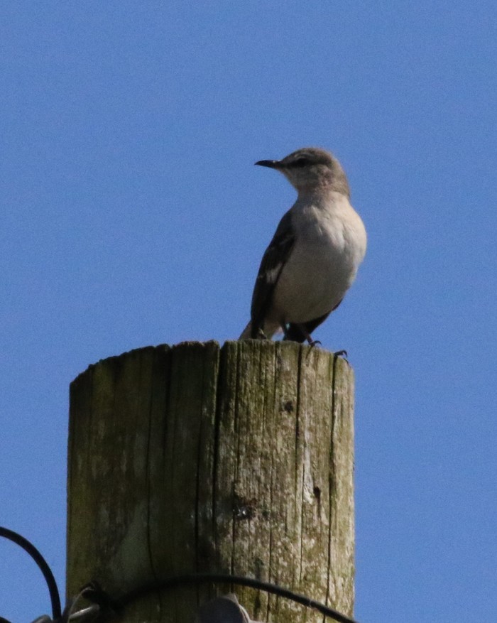 Northern Mockingbird