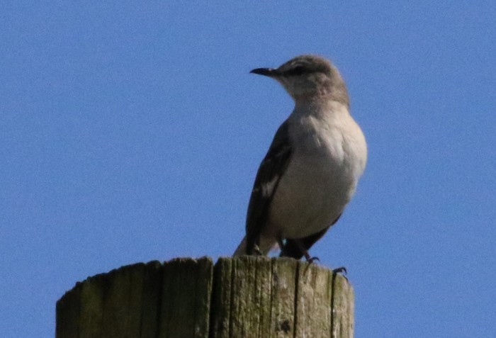 Northern Mockingbird