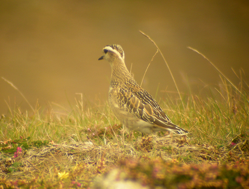 Dotterel