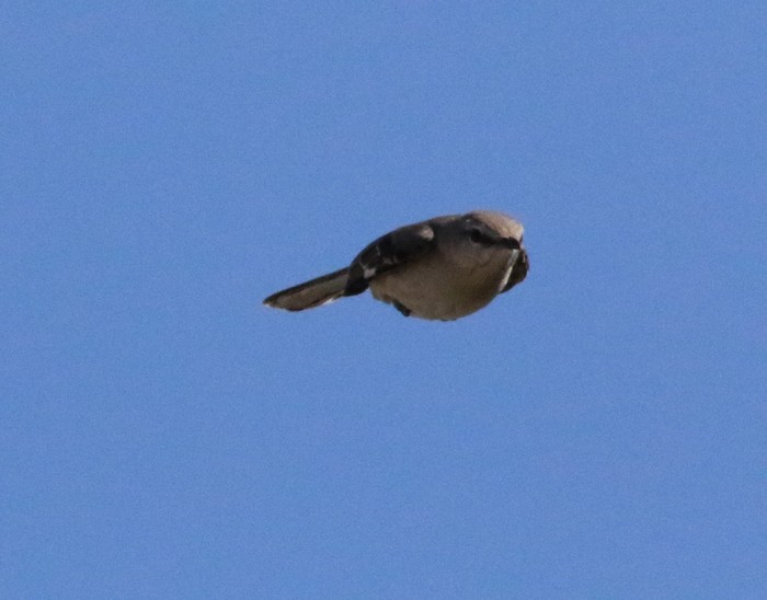 Northern Mockingbird