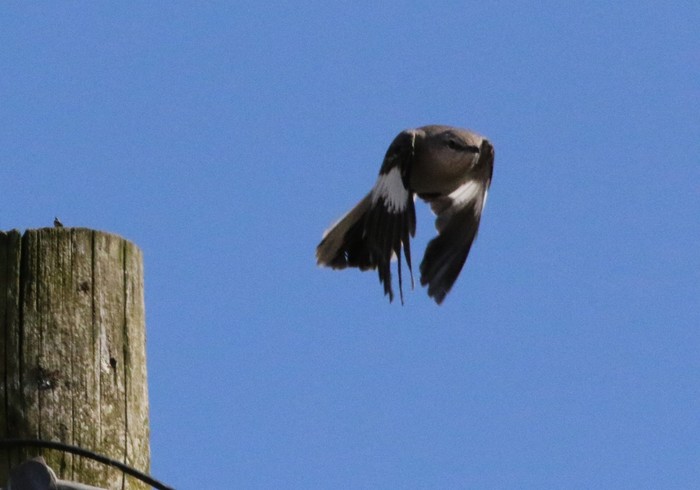 Northern Mockingbird