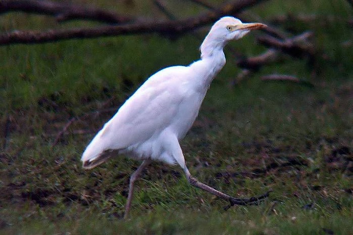 Cattle Egret