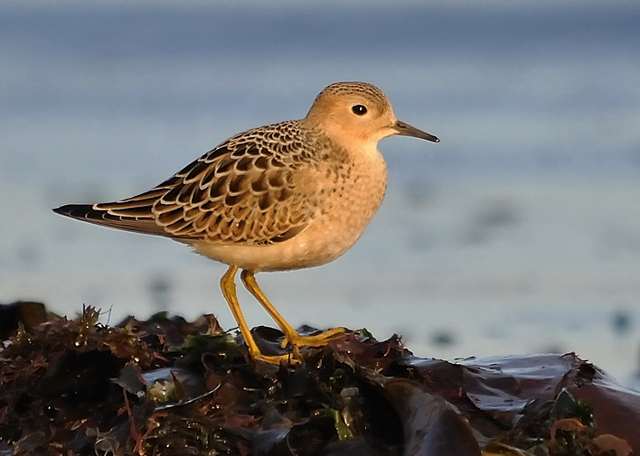 Buff-breasted Sandpiper