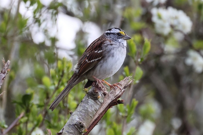 White-throated Sparrow