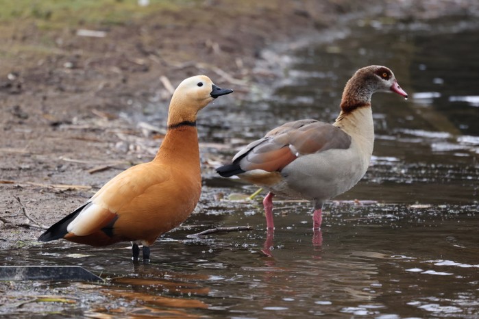 Ruddy Shelduck