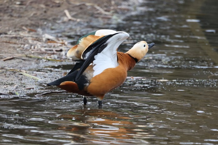 Ruddy Shelduck