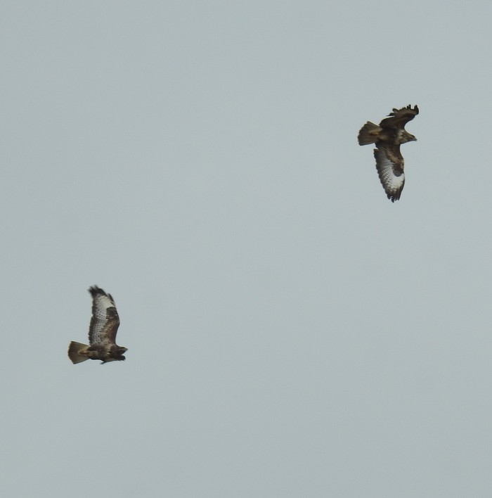 Buzzard
