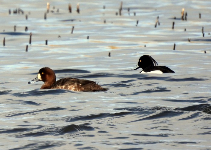Scaup