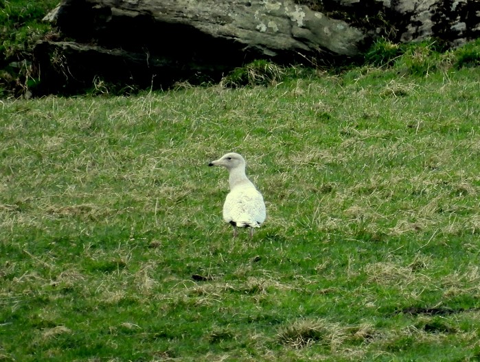 Glaucous Gull