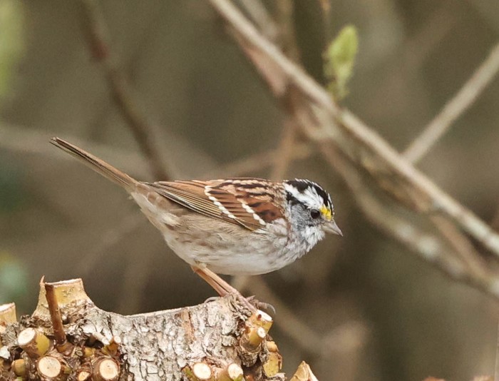 White-throated Sparrow