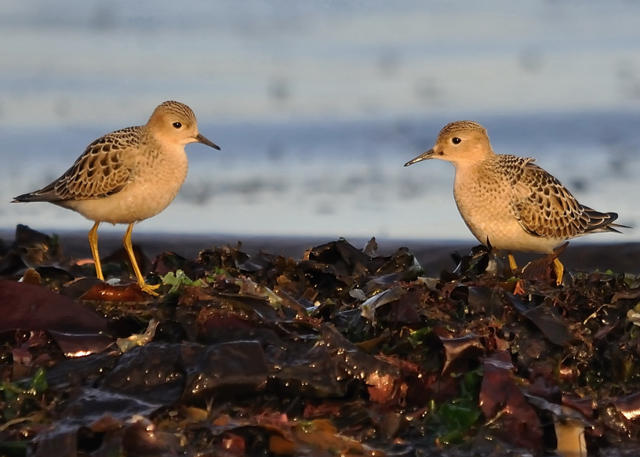 Buff-breasted Sandpiper