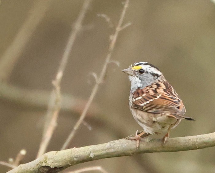 White-throated Sparrow