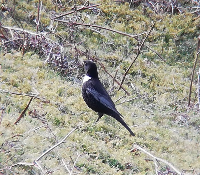 Ring Ouzel