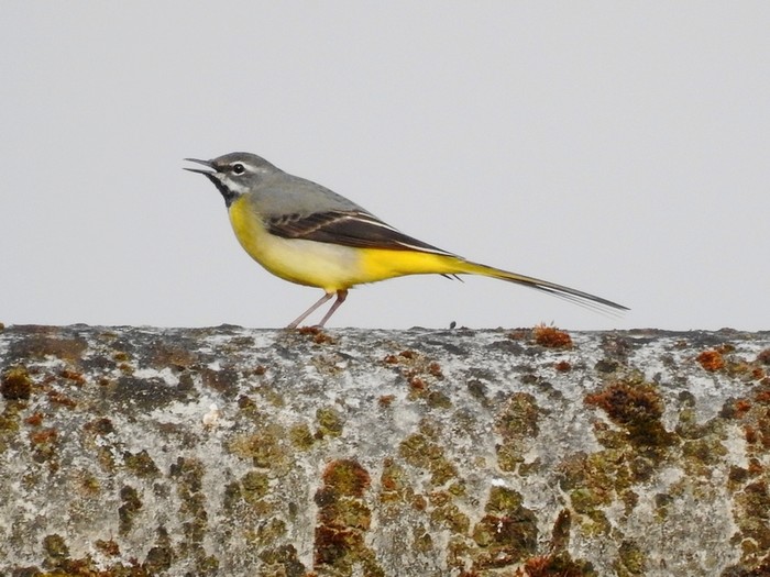 Grey Wagtail
