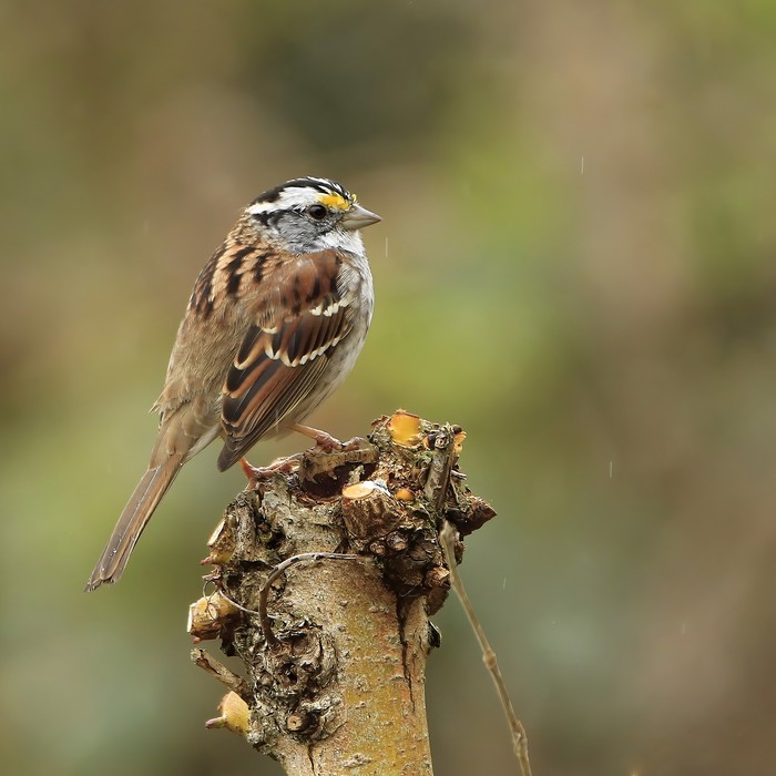White-throated Sparrow