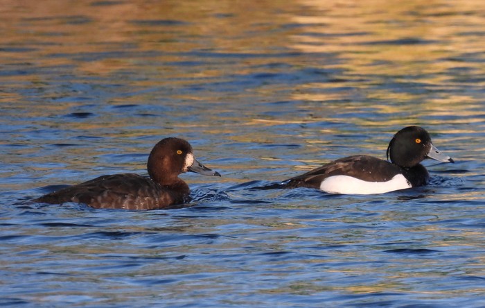 Scaup