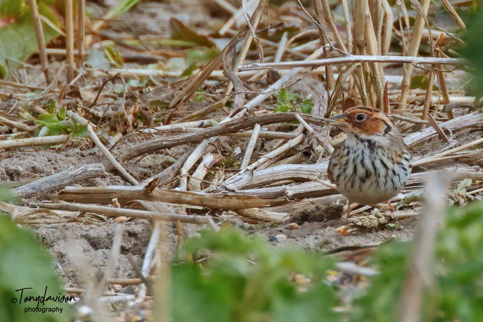 Little Bunting