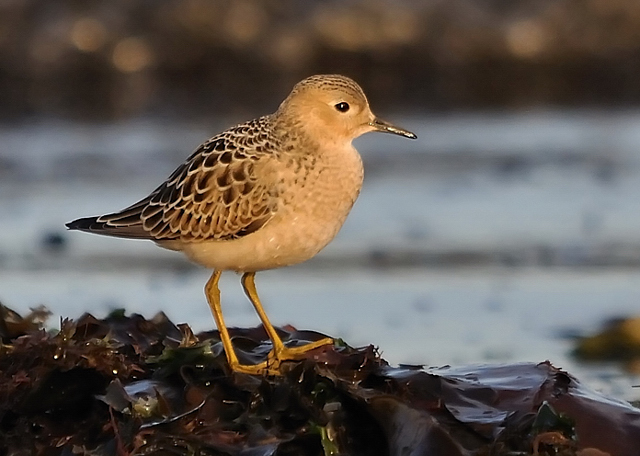 Buff-breasted Sandpiper