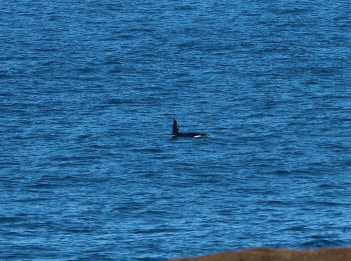 Killer Whale (Orca)