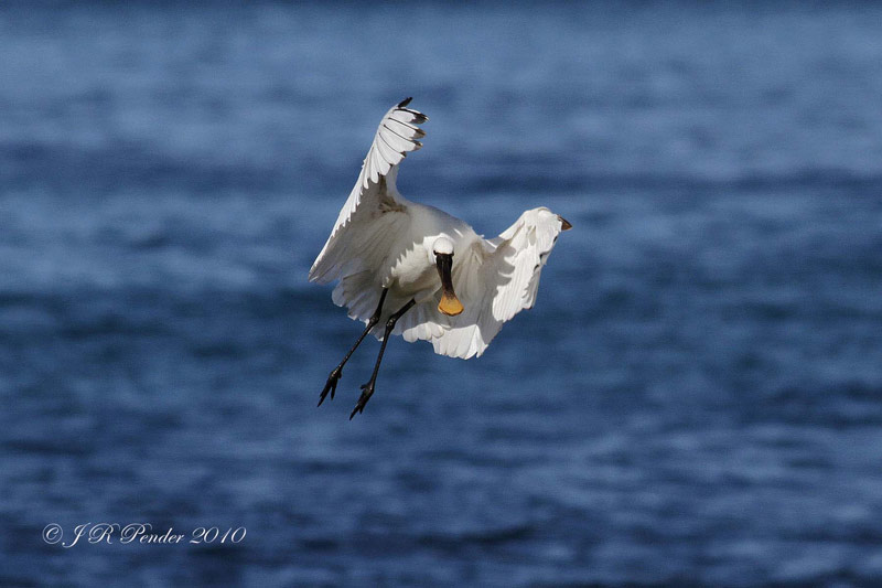 Spoonbill