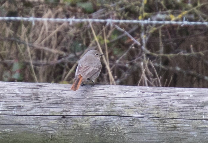 Black Redstart
