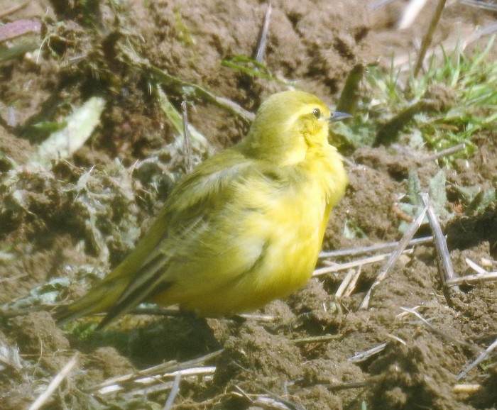 Yellow Wagtail